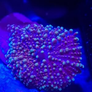 Purple and Blue Yuma Mushroom