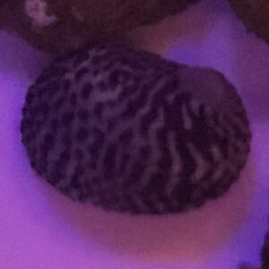 Nerite snails