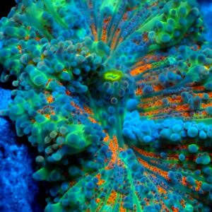 Orange, Blue and Green Yuma  Mushroom