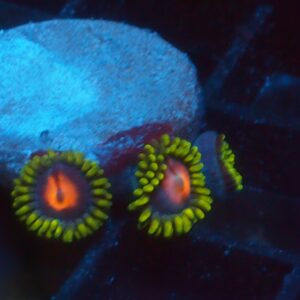 Mad Raver Zoa