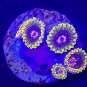 Jedi Eye Zoa