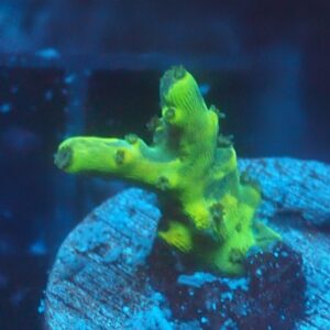 Highlighter Smooth Skin Acropora