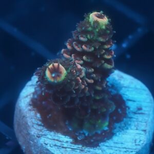 Sunset Millepora