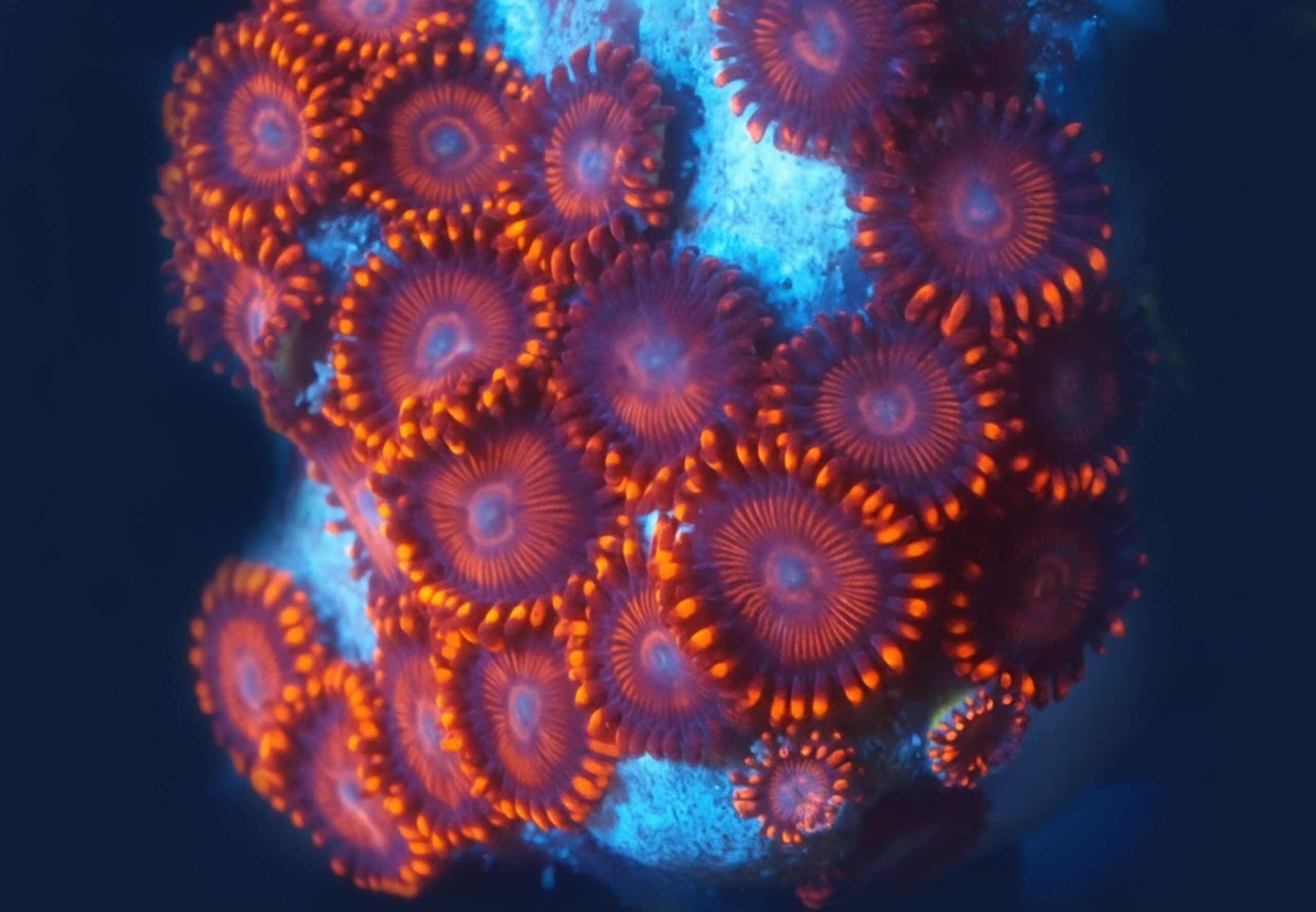 Red Hornet Zoa
