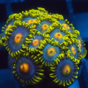 GloRilla Nipple Zoa