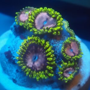 Pink Diamond Zoa