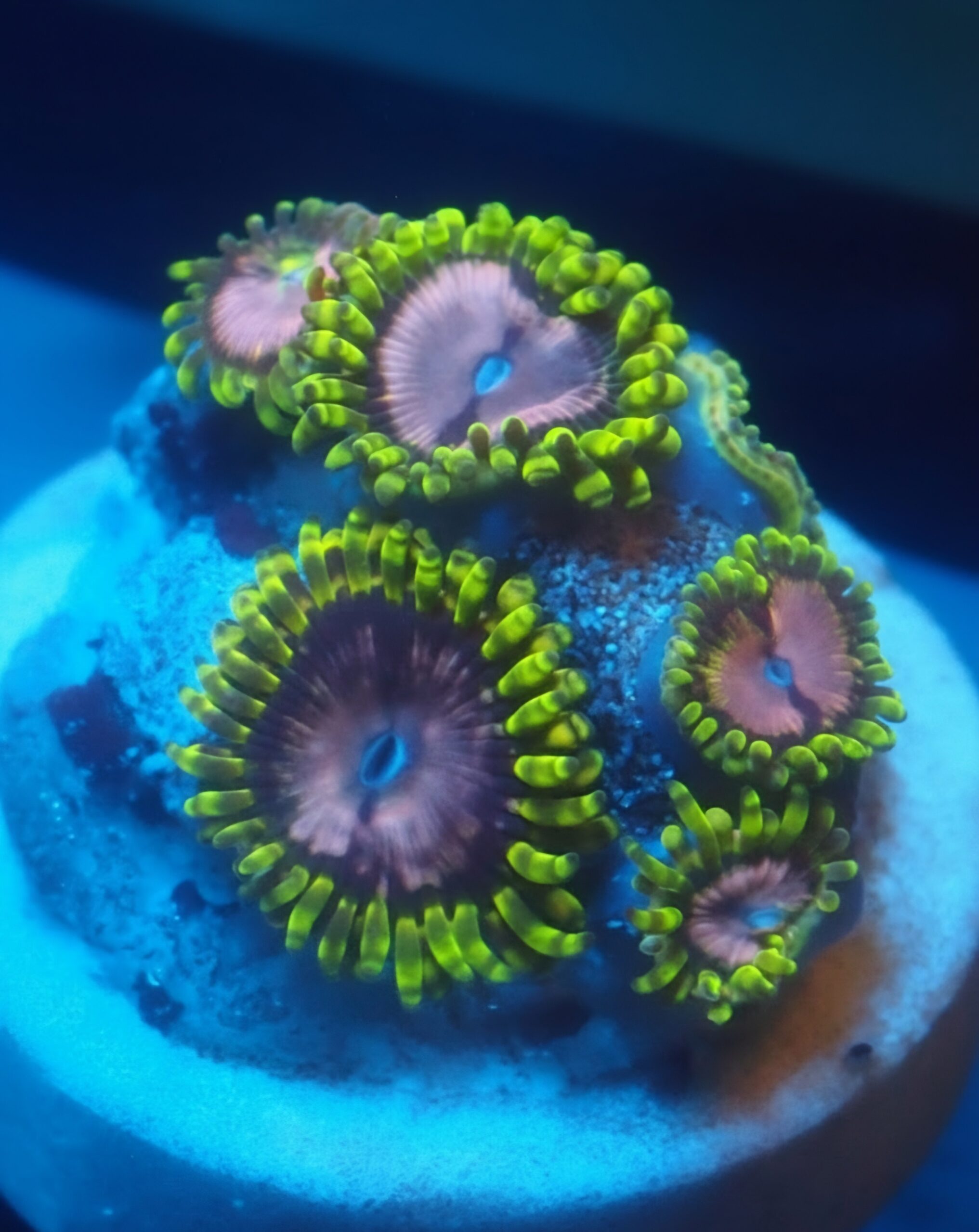 Pink Diamond Zoa