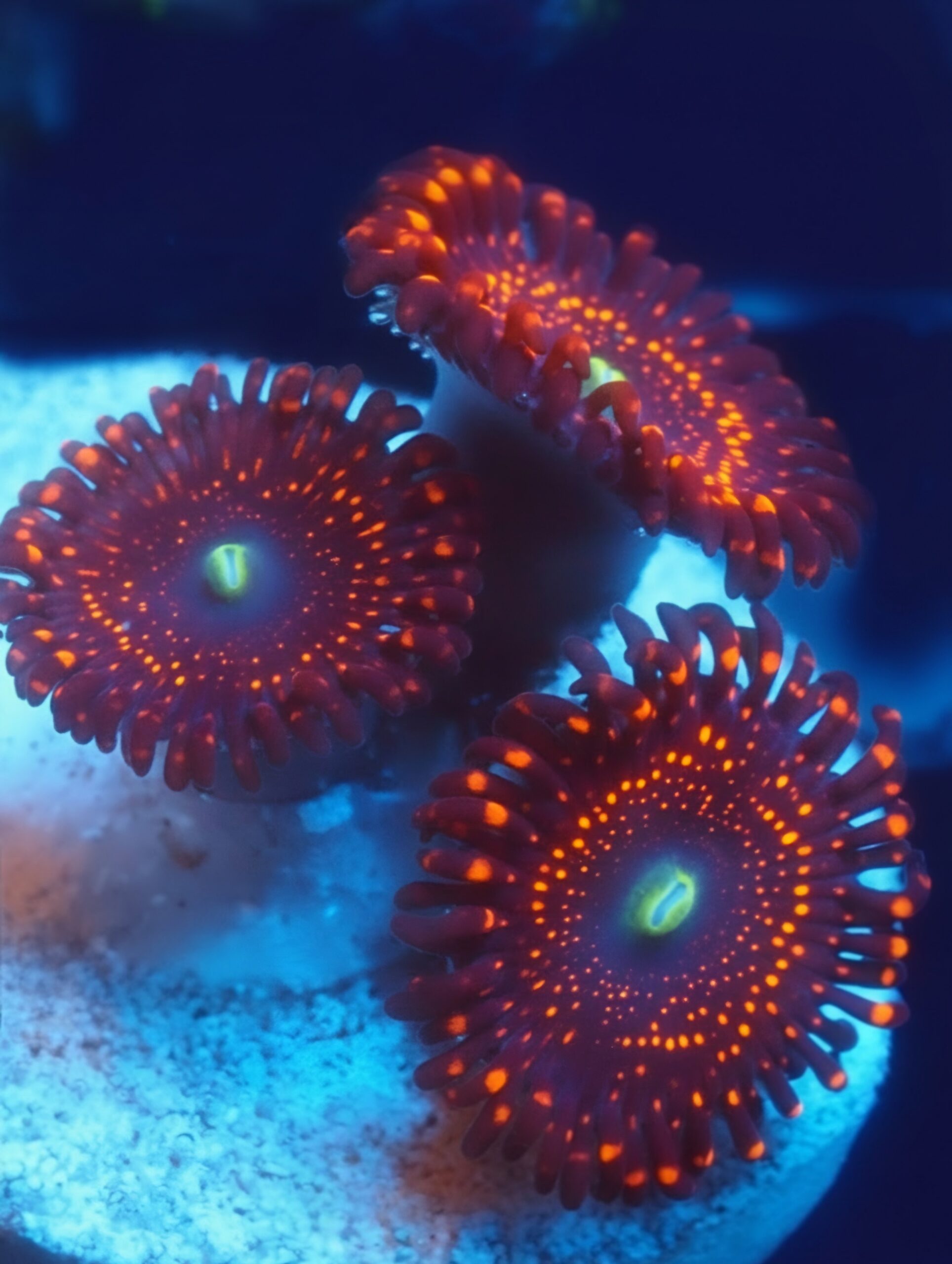 Illuminati Zoa