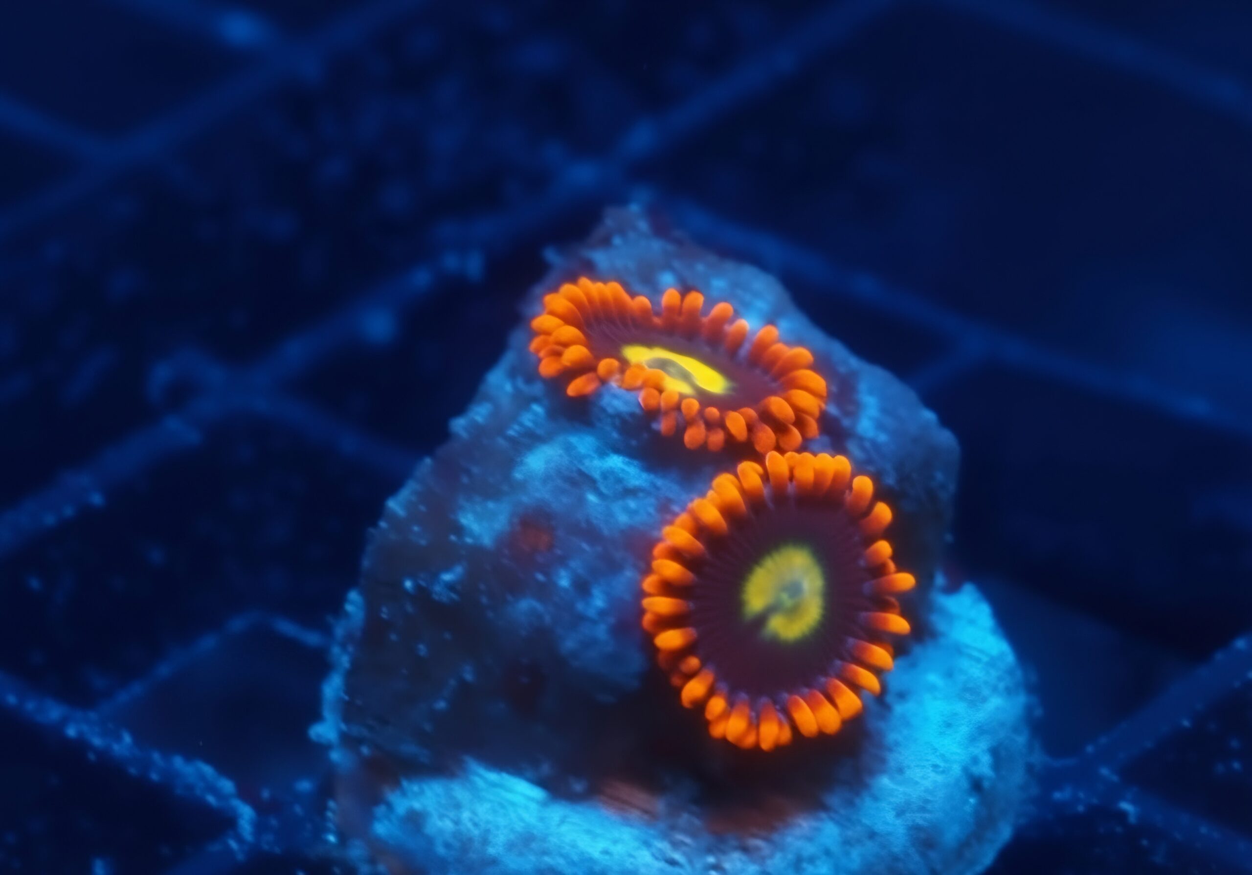 TSA Mandarin Orange Zoa