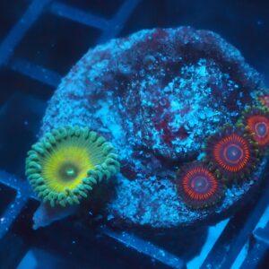 Candy Crush Zoa and Captain Jerk Zoa Combo