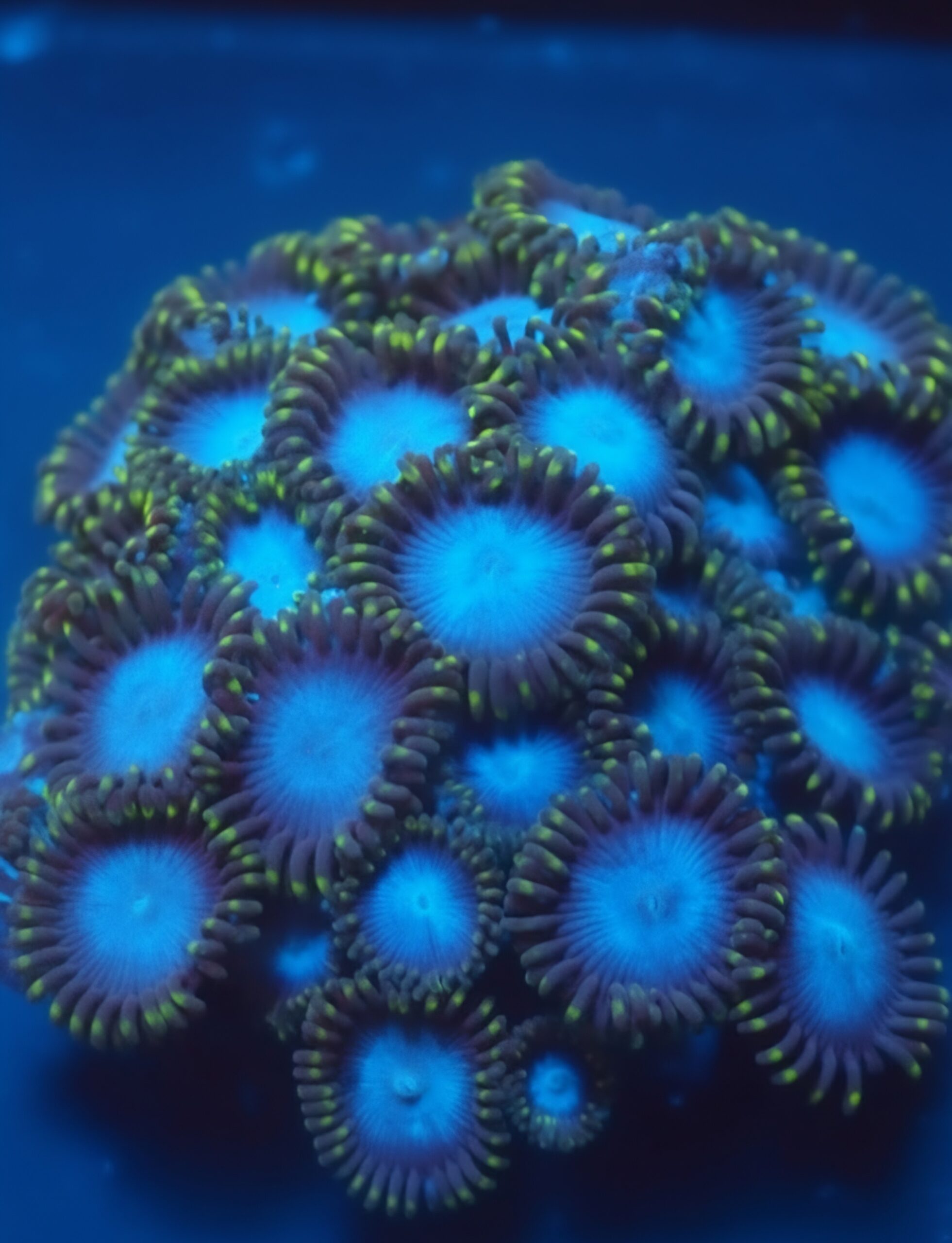 LC Frozones Zoa