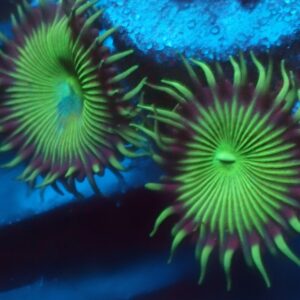 Green and Purple Paly