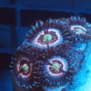 Jason Fox Pink Interstellar Zoa