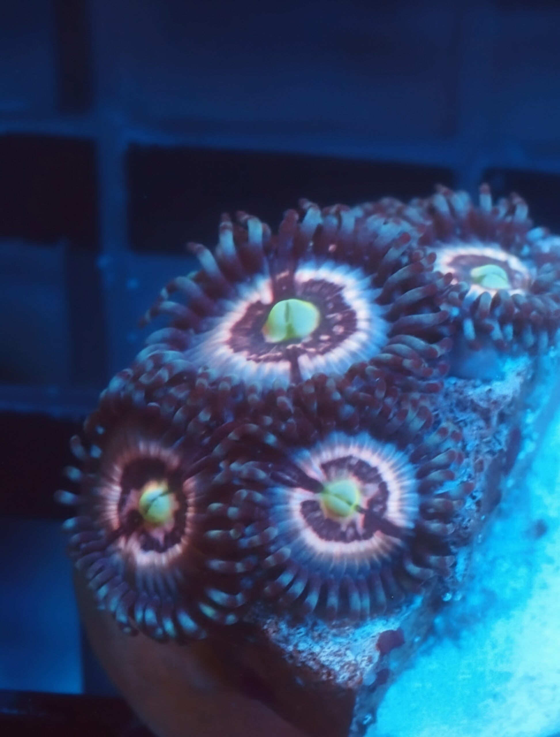 Jason Fox Pink Interstellar Zoa