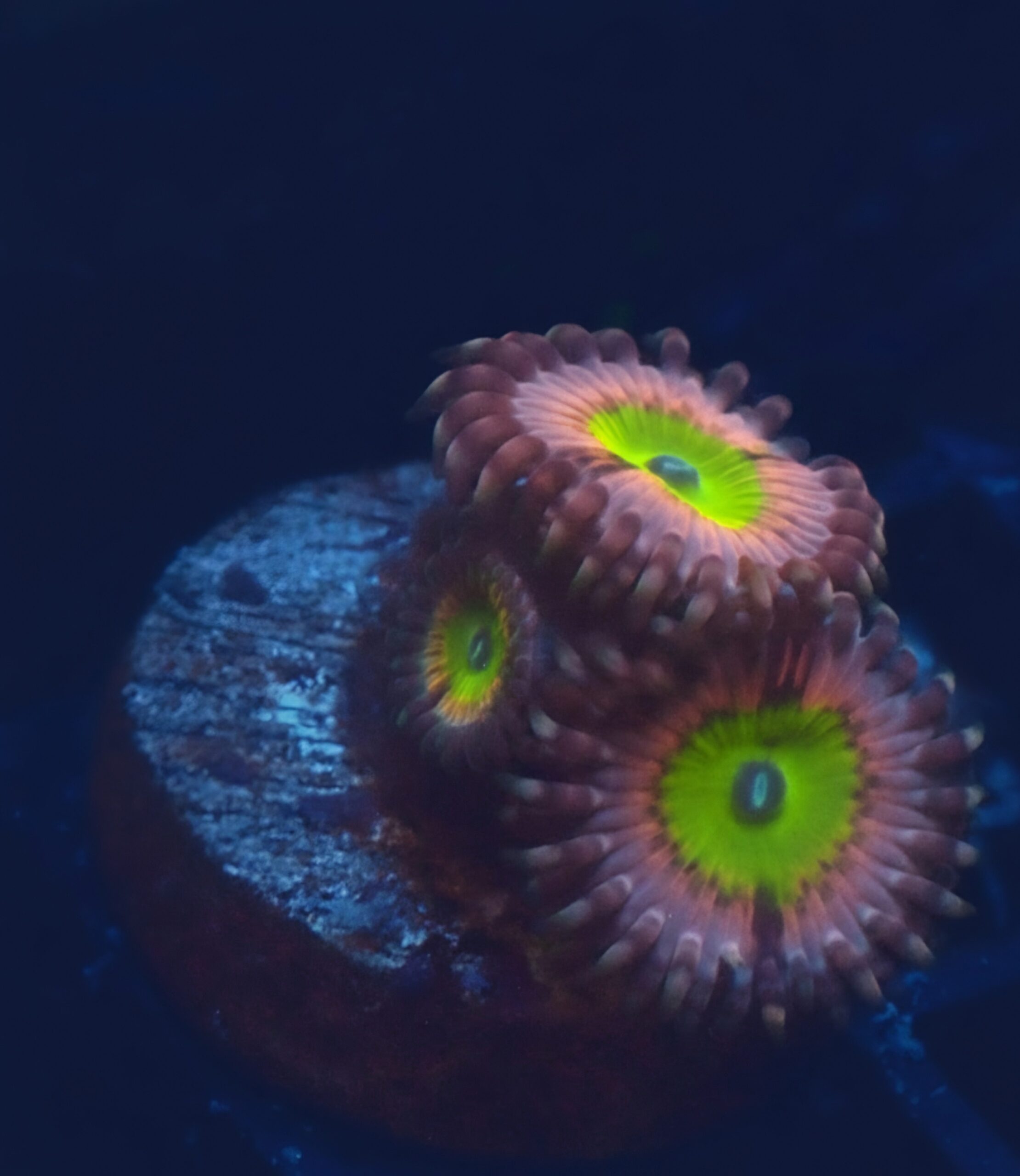 Beauty and The Beast Zoa