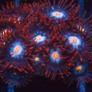 TSA Glow Pop Zoa