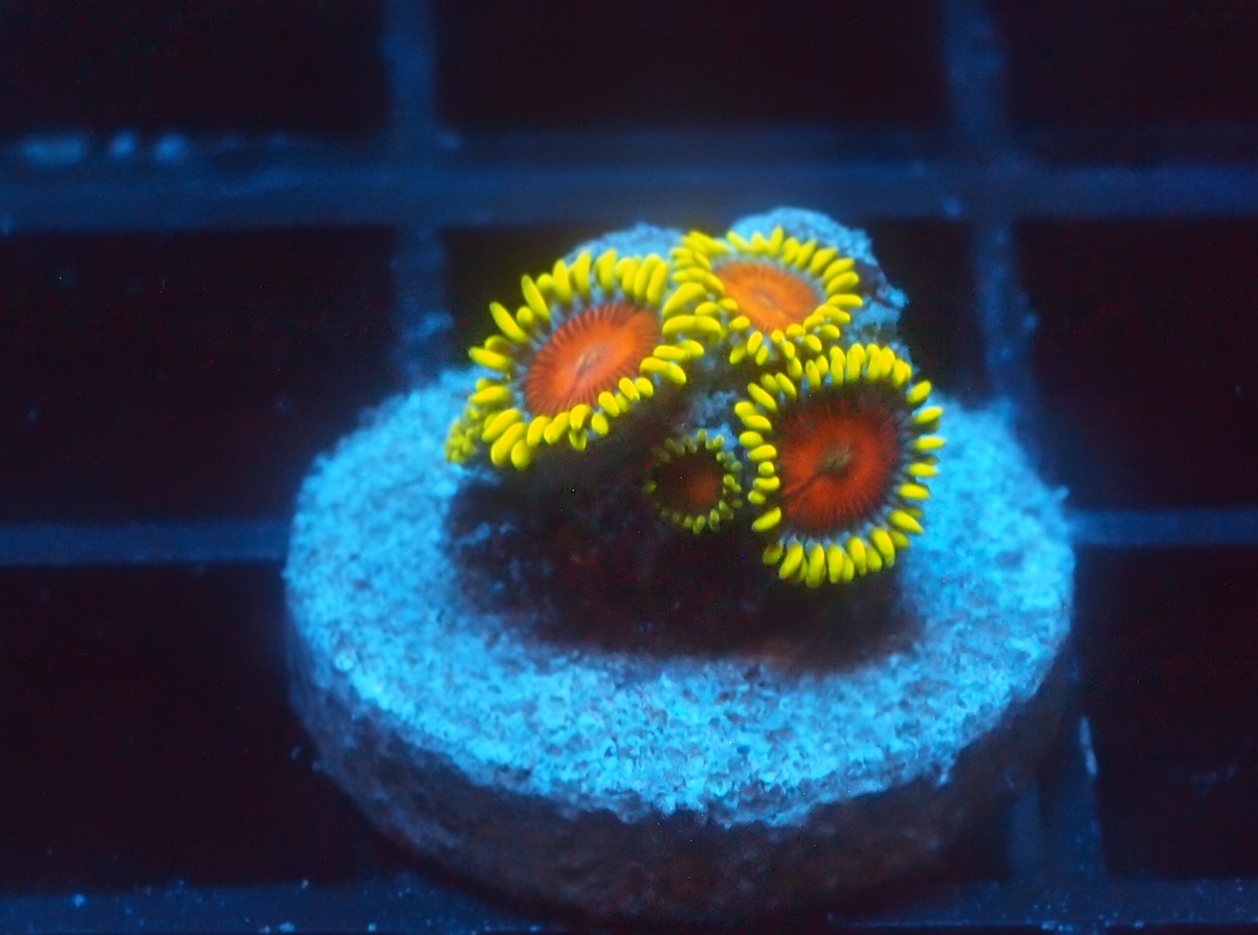 Yellow Brick Road Zoa