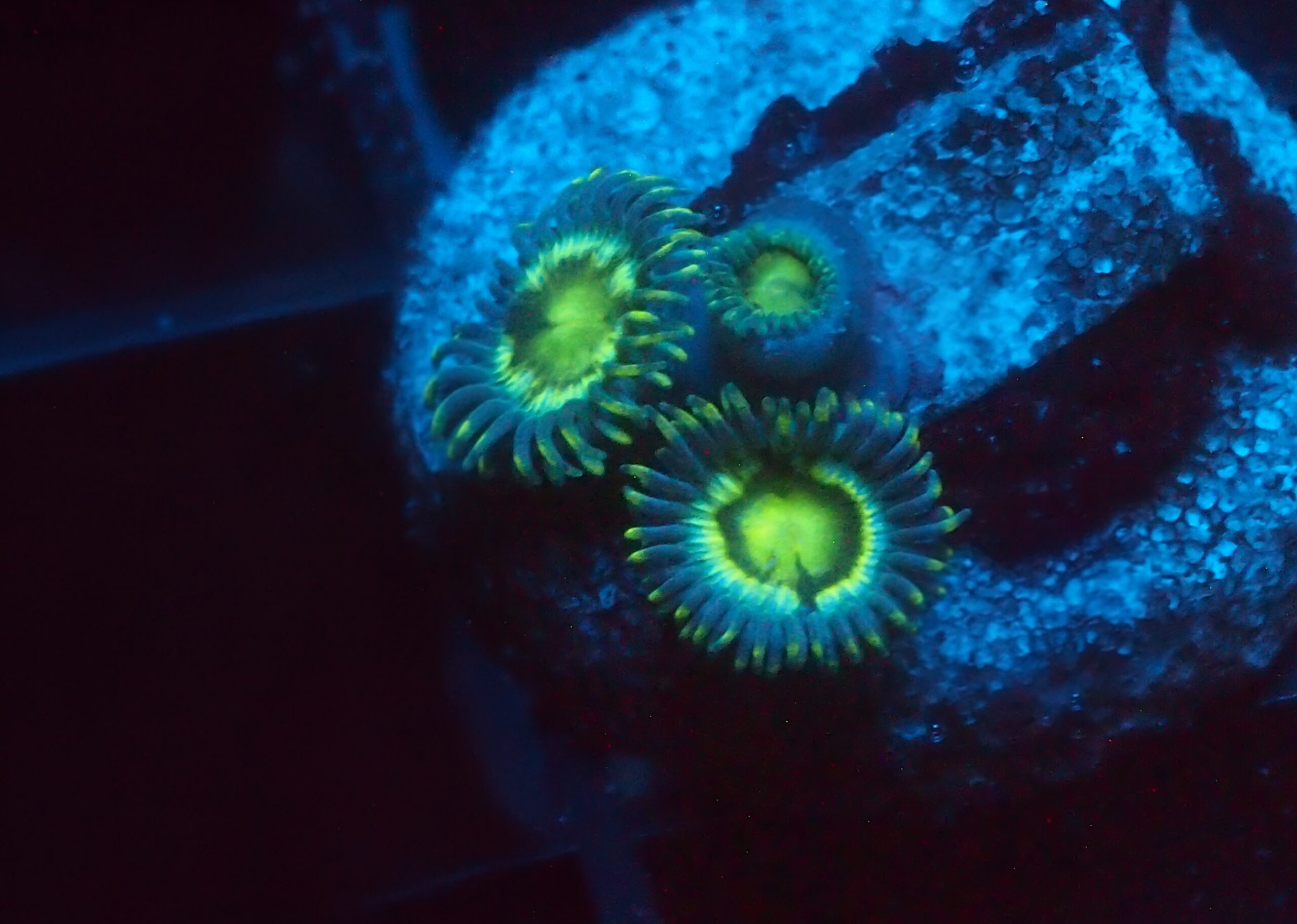 Blue Lemon Zoa
