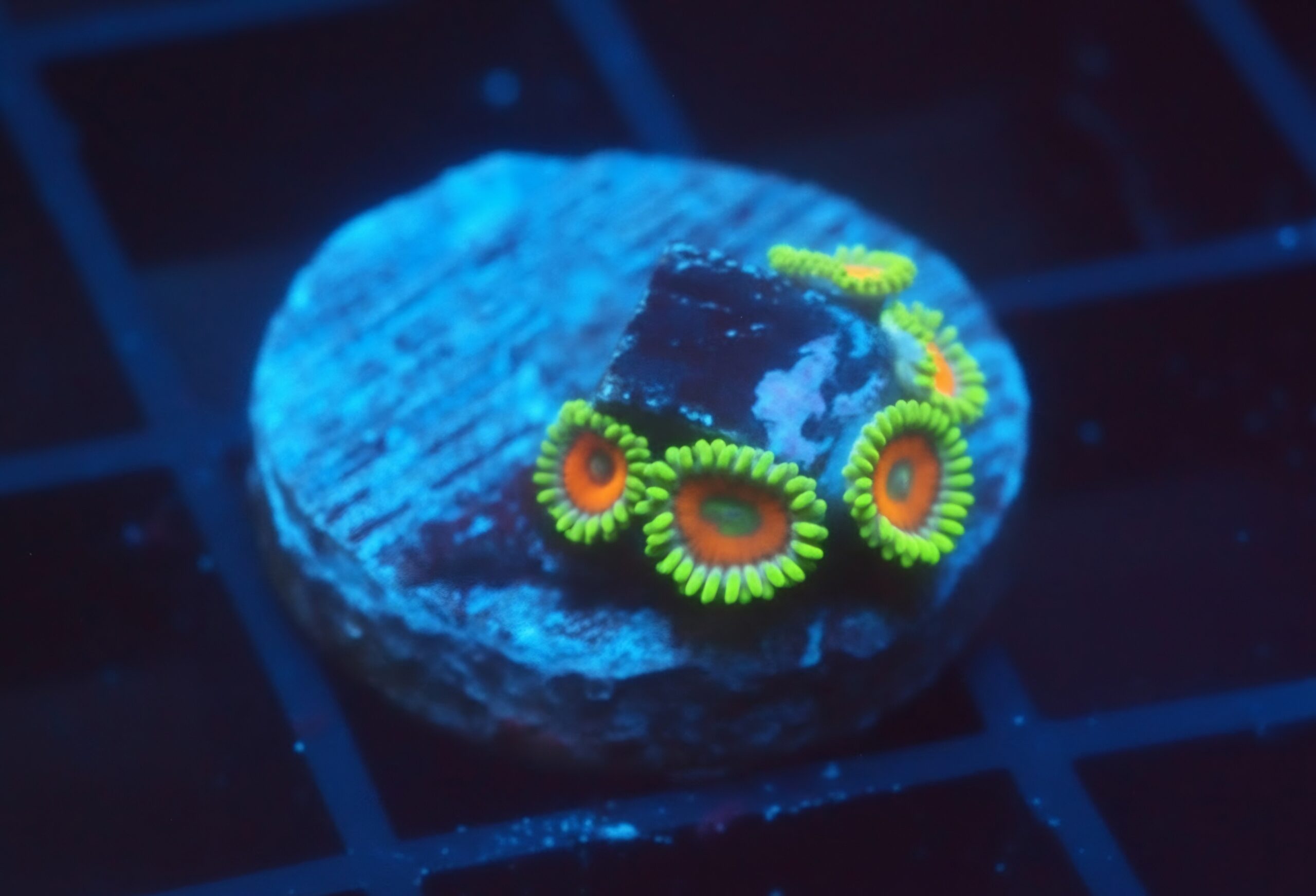 Super Saiyan Zoa