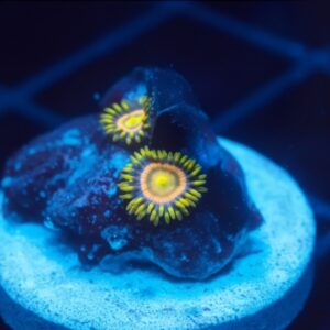 WWC Laser Lemon Zoa