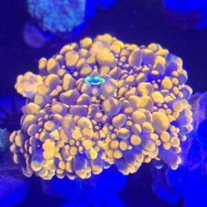 King Kong Mushroom Medium