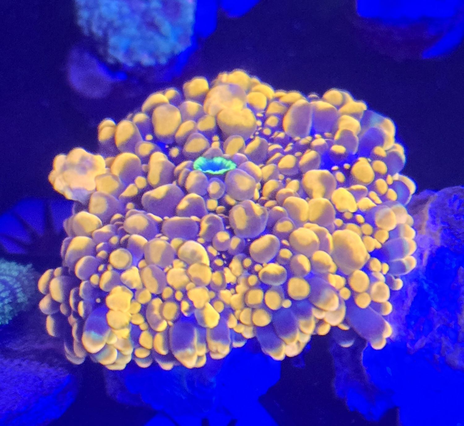 King Kong Mushroom Medium