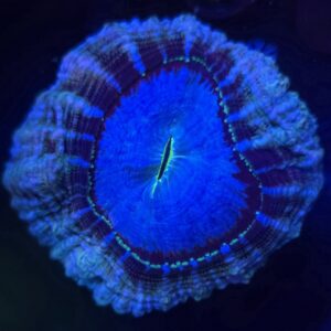 Indophyllia