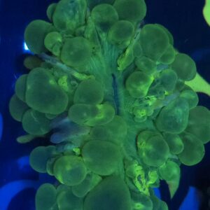 Neon Green Bubble Coral
