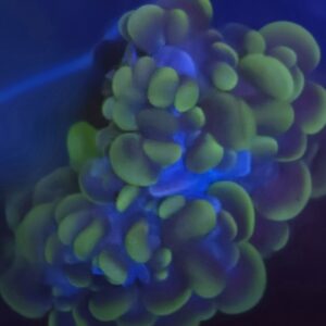 Green Bubble Coral