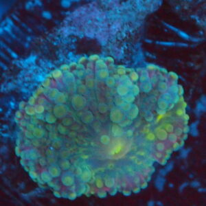 Green and Red Discoma Mushroom