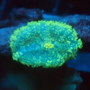 Green Mushroom