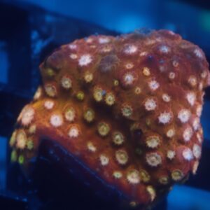 ACI Golden Girls Cyphastrea