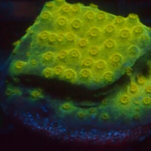 ACI Gold Medal Cyphastrea