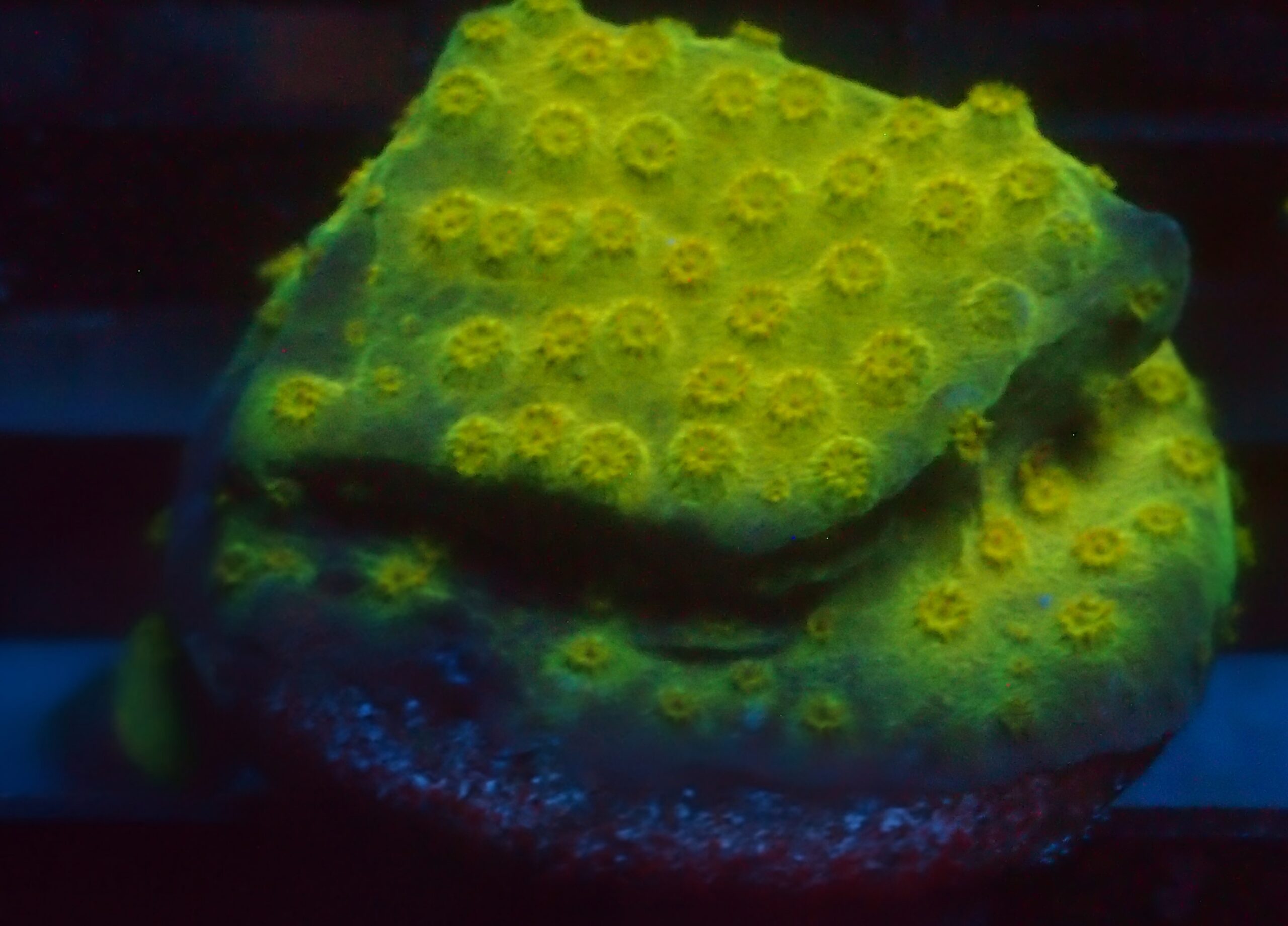 ACI Gold Medal Cyphastrea