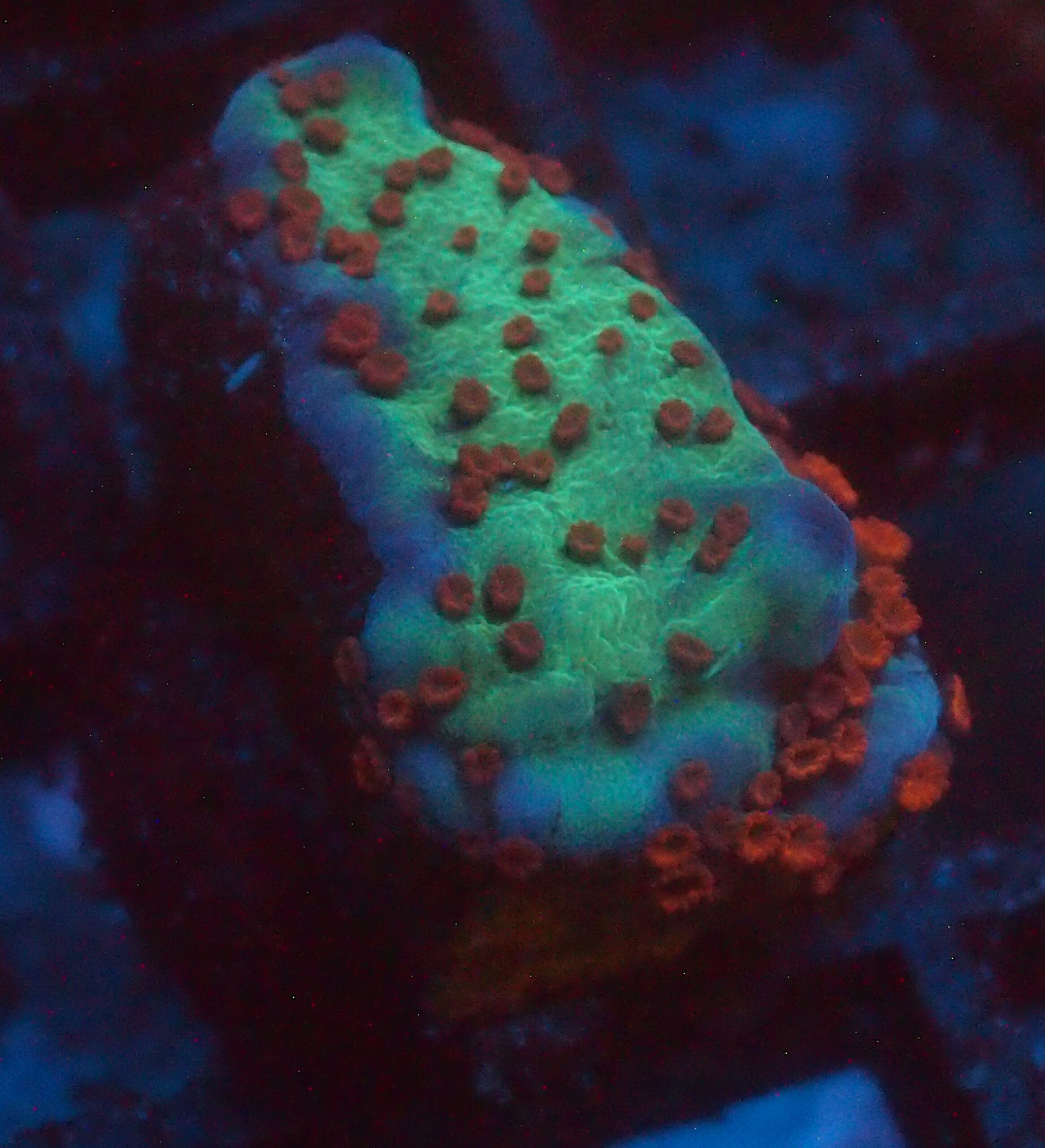 Chili Pepper Montipora