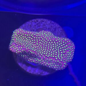 Electric Daisy Stylocoeniella