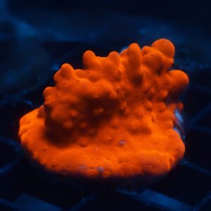 ORA Orange Setosa Montipora