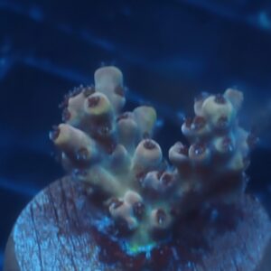 Pink Floyd Acropora