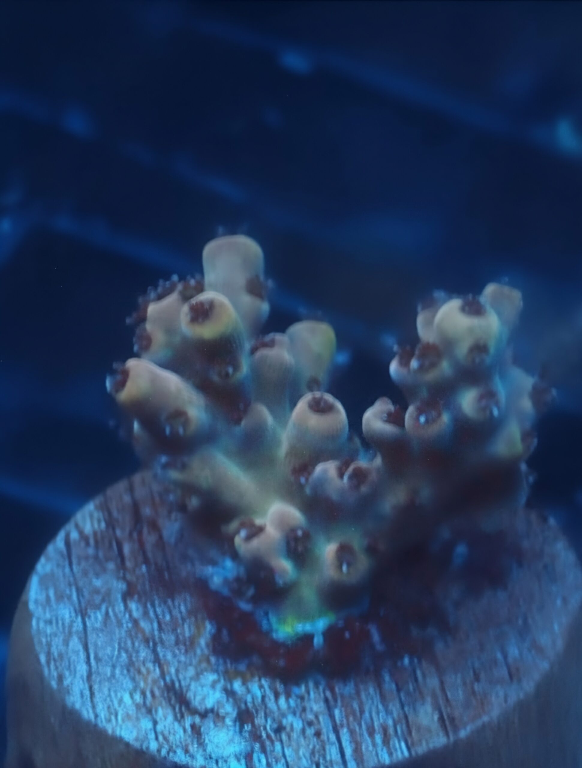 Pink Floyd Acropora
