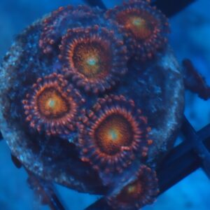 WWC Mohawk Zoa