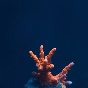 ACI  Manila Spy Montipora