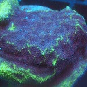 ACI Poison Berry Psammacora
