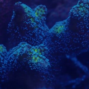 Bird of Paradise Acropora
