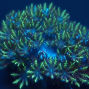 Blue and Green Sympodium