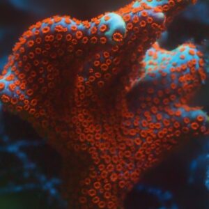 Bubble Gum Digitata Montipora