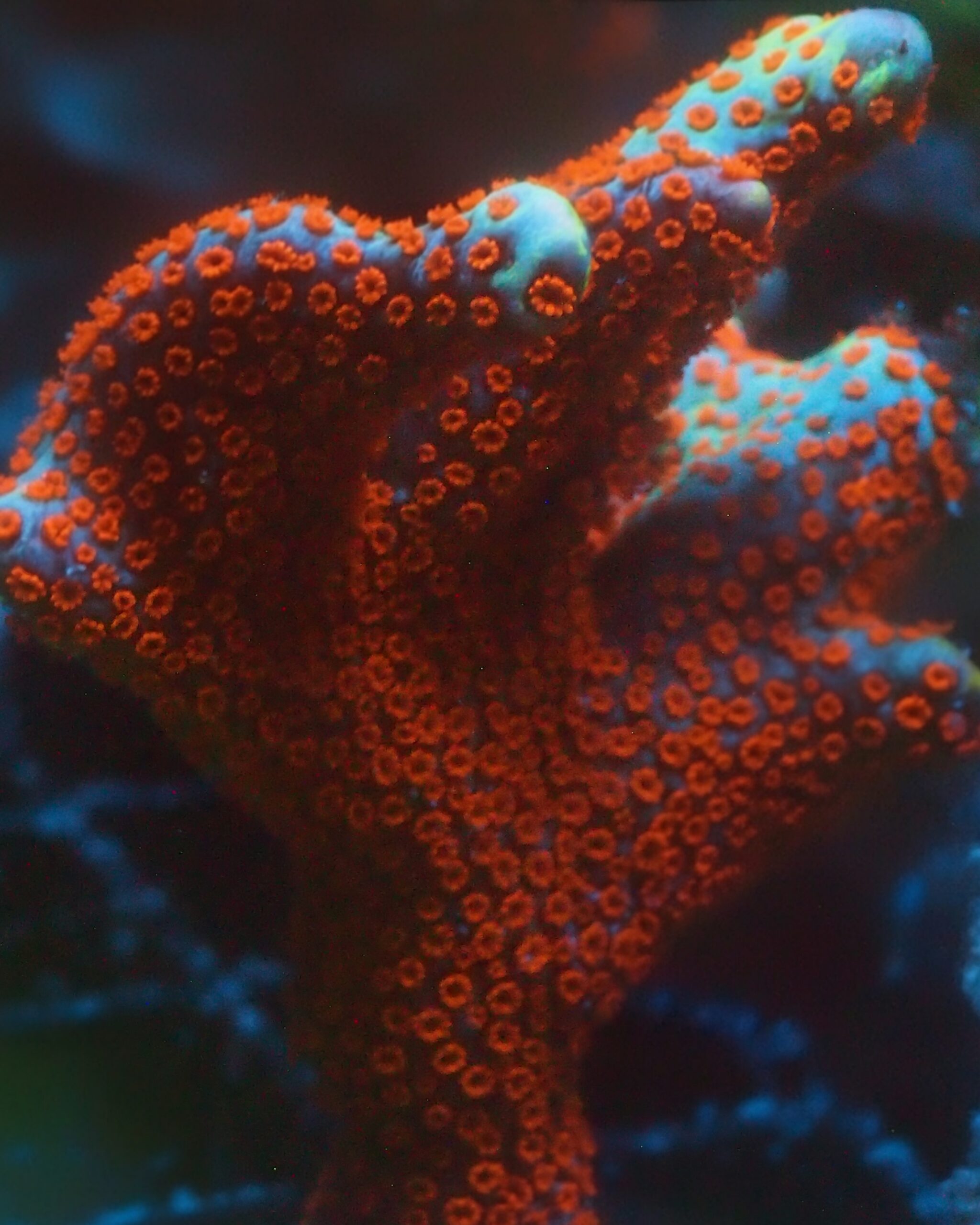Bubble Gum Digitata Montipora