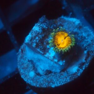 Butt Muncher Zoa