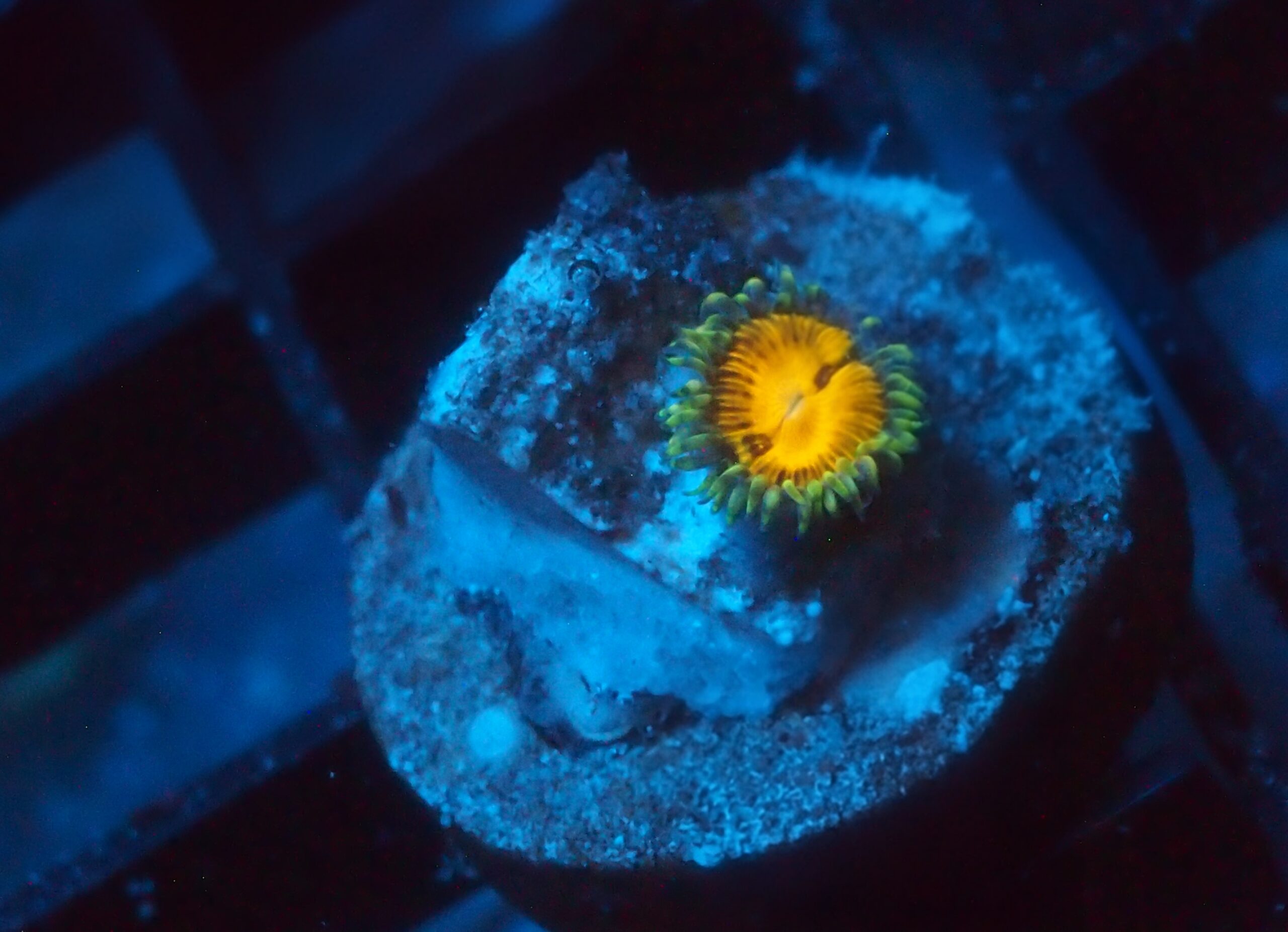 Butt Muncher Zoa