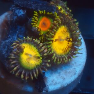 Butt Muncher Zoa Combo