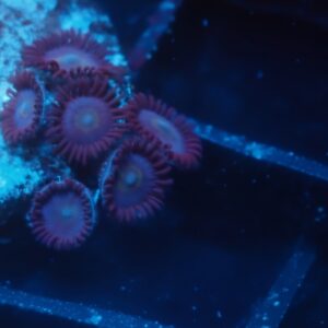 Zoa